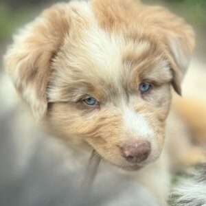 Chiot Berger Australien rouge merle aux yeux bleus - elevage Chez Mage