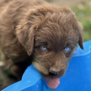 Chiot Berger Australien femelle rouge tricolore aux yeux bleus qui boit dans une piscine