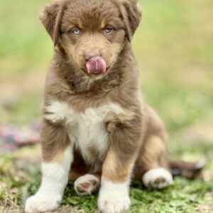 Chiot Berger australien assis sur l'herbe - élevage Chez Mage - Normandie