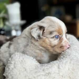 Chiot Berger Australien rouge merle aux yeux bleus dans une couverture - élevage Chez Mage - Normandie
