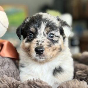 Chiot Berger Australien bleu merle et minimal white en Normandie