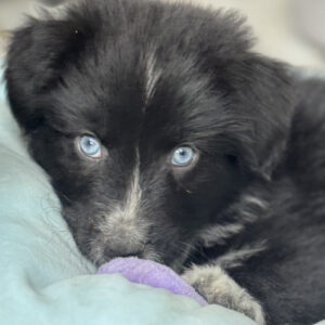 Berger Australien chiot de deux mois noir bicolore aux yeux bleus - élevage Chez Mage - Normandie