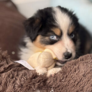 Chiot Berger Australien noir tricolore aux yeux bleus qui joue avec une peluche - Normandie