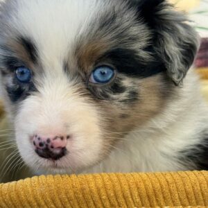 Chiot Berger Australien femelle bleue merle - yeux bleus - élevage Chez Mage - Normandie