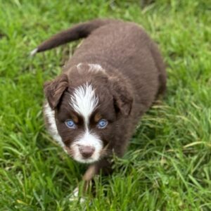 Berger Australien chiot de 2 mois rouge tricolore aux yeux bleus