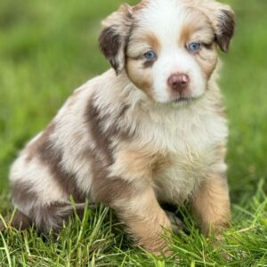 Chiot Berger Australien rouge merle yeux bleu assis dans l'herbe Chez Mage