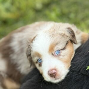 Berger Australien rouge merle, chiot de 2 mois, elevage Chez Mage en Normandie