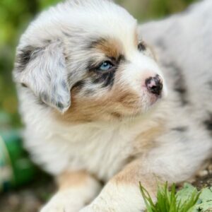 Berger Australien Bleu merle yeux bleu couché dans l'herbe