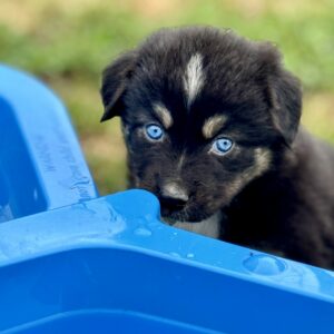 Chiot femelle Berger Australien noire tricolore aux yeux bleu minimal white - elevage Chez Mage - Normandie