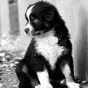 Berger Australien, chiot de 2 mois qui regarde sur le côté