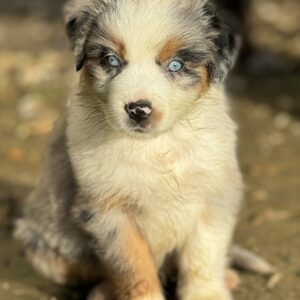 Berger Australien chiot bleu merle aux yeux bleus assis