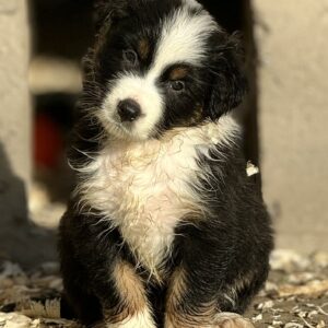 Chiot Berger Australien noir tricolore, le plus belle couleur du Berger Australien