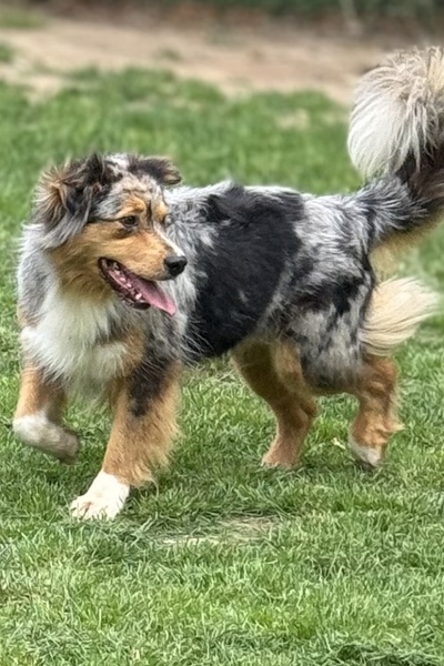 Berger-Australien-Femelle-bleue-merle-élevage-Chez-Mage-Normandie
