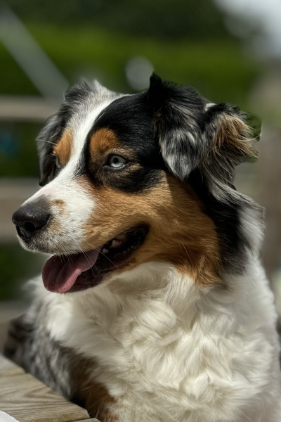 Femelle Berger Australien Bleue merle Yeux Bleus - élevage Chez Mage - Normandie