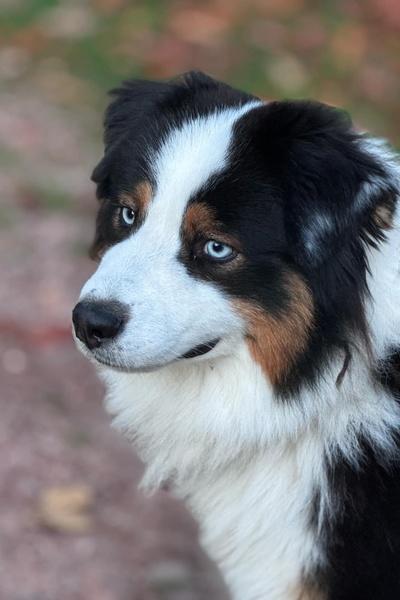 Magnifique Berger Australien Noir tricolore yeux bleus