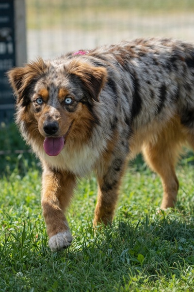 Femelle Berger Australien rouge merle aux yeux bleus