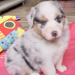 Chiot Berger Australien bleu merle - élevage Chez Mage - Normandie