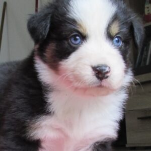 Chiot Berger Australien - élevage Chez Mage - Normandie