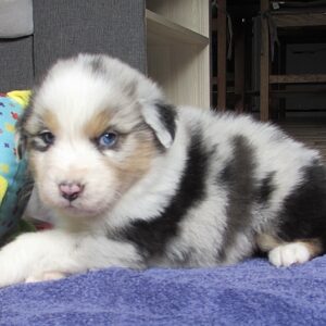 Chiot Berger Australien bleu merle élevage Chez Mage - Normandie