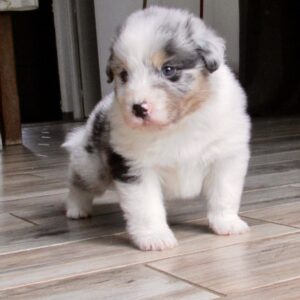 Chiot Berger Australien bleu merle - élevage Chez Mage - Normandie