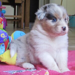 Chiot Berger Australien bleu merle - élevage Chez Mage - Normandie