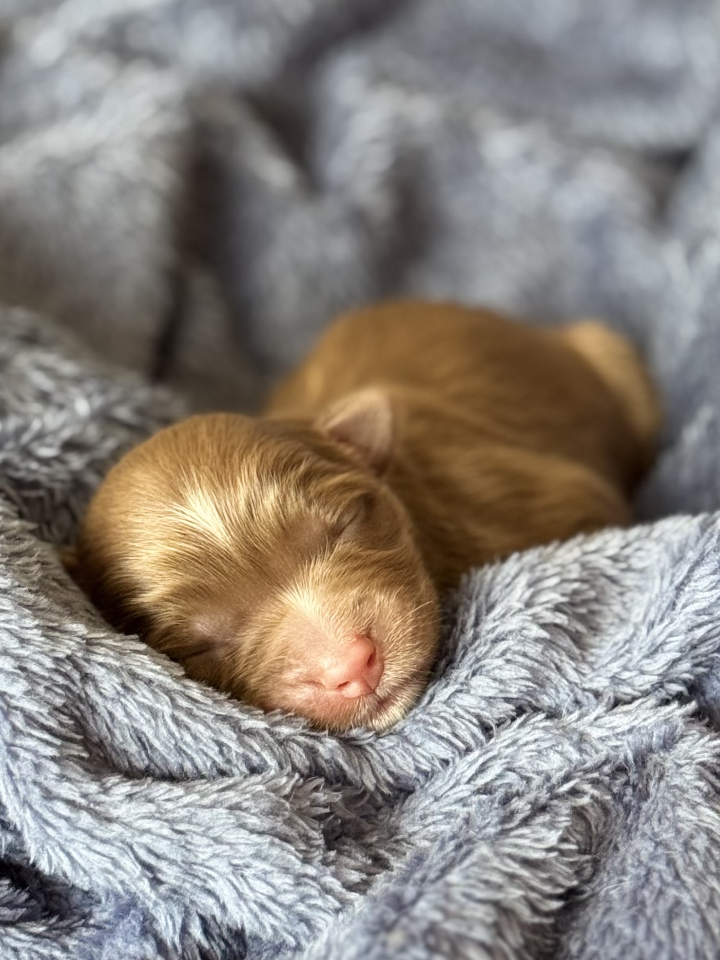 Chiot Berger Australien nouveau-né roux au repos