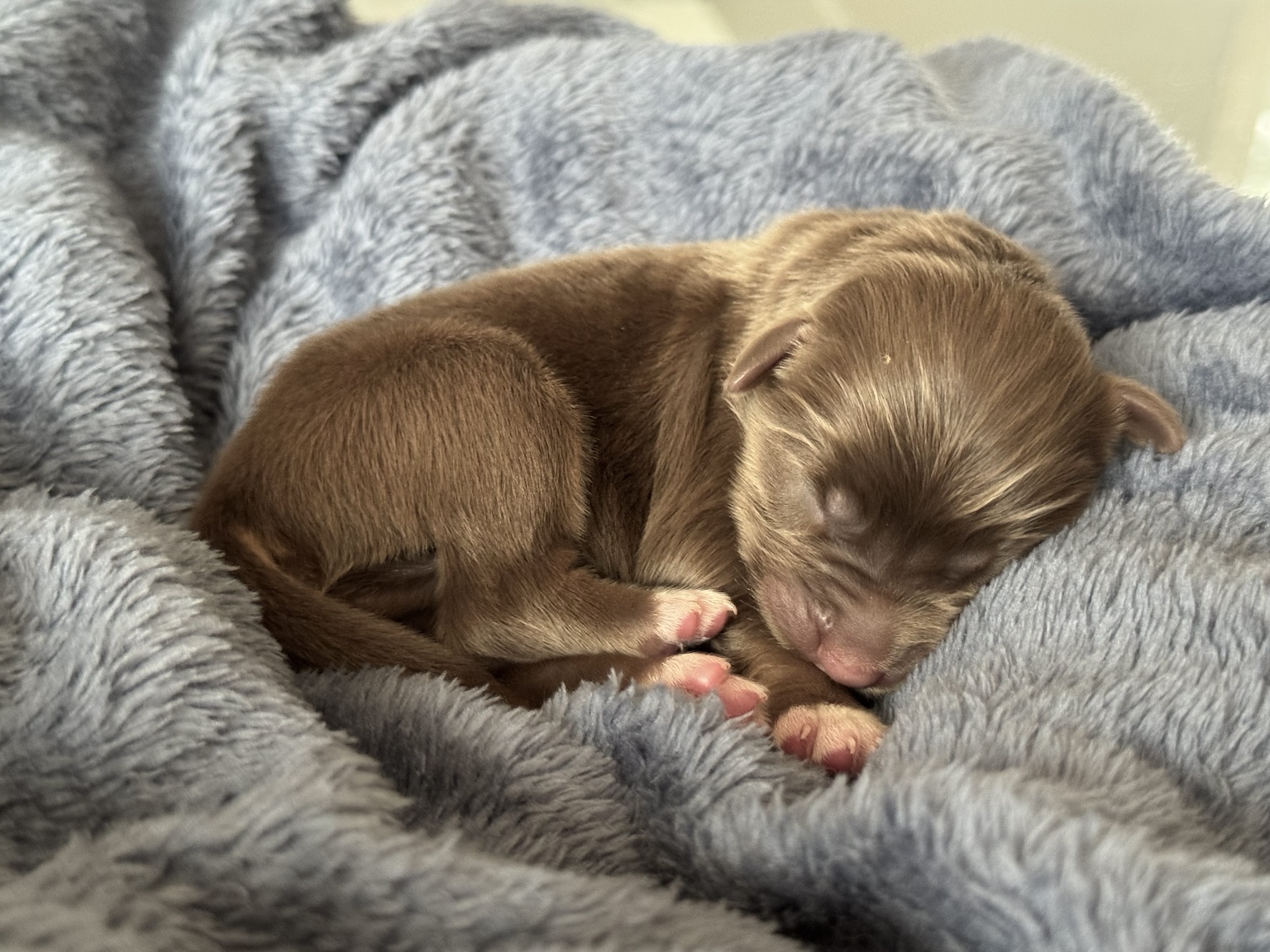 Chiot Berger Australien nouveau-né roux endormi sur une couverture grise