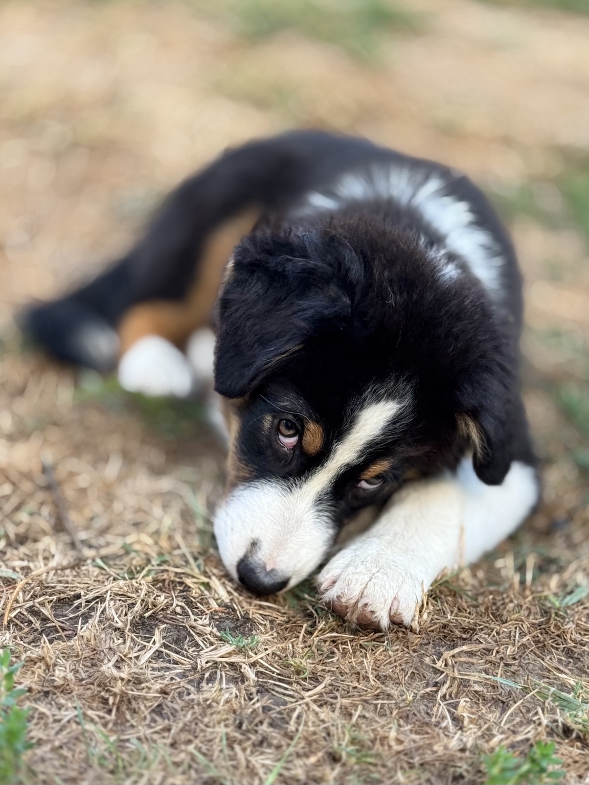 Chiot Berger Australien noir et blanc allongé dehors