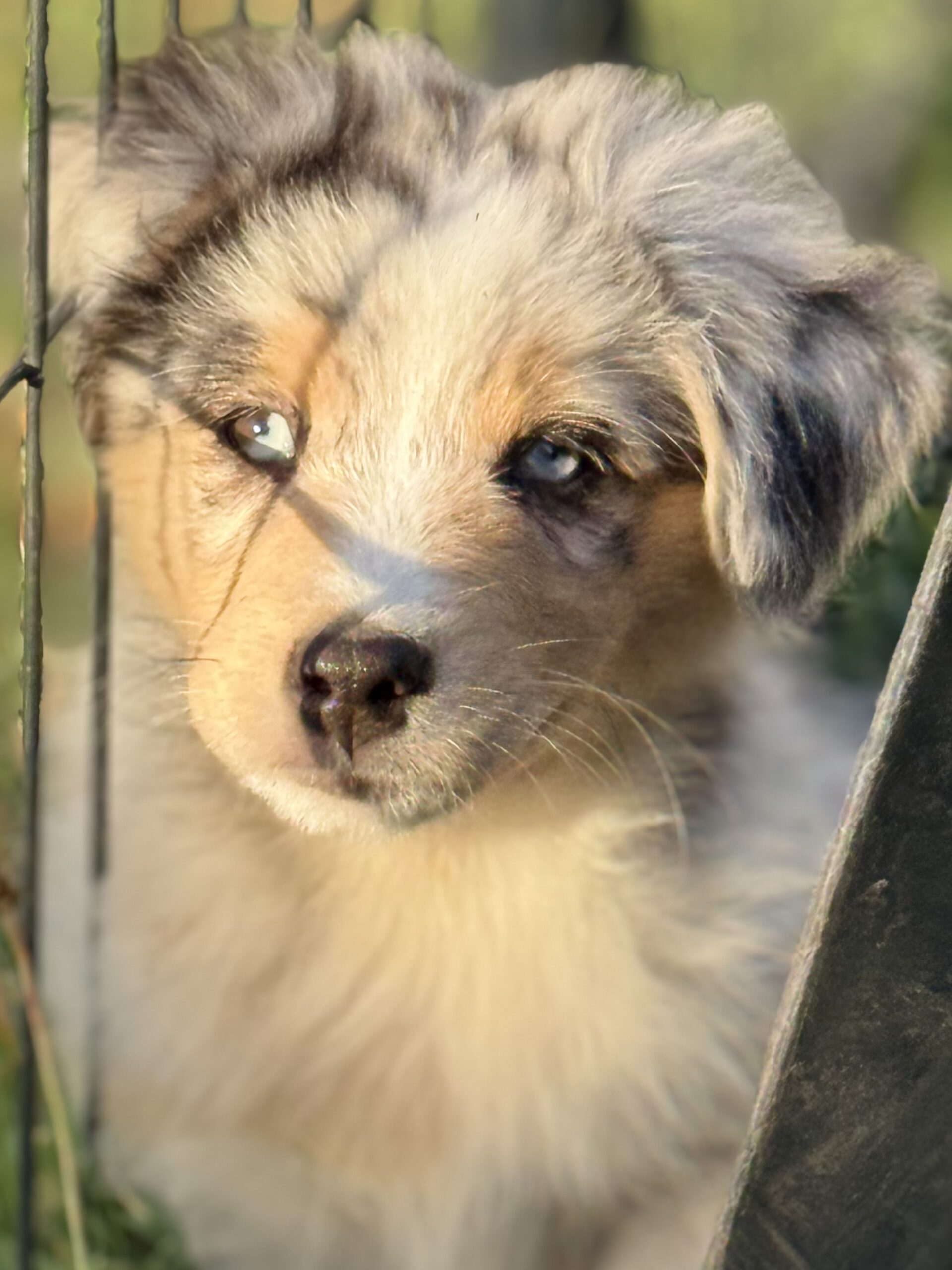 Portrait d’un chiot Berger Australien merle près d’une clôture
