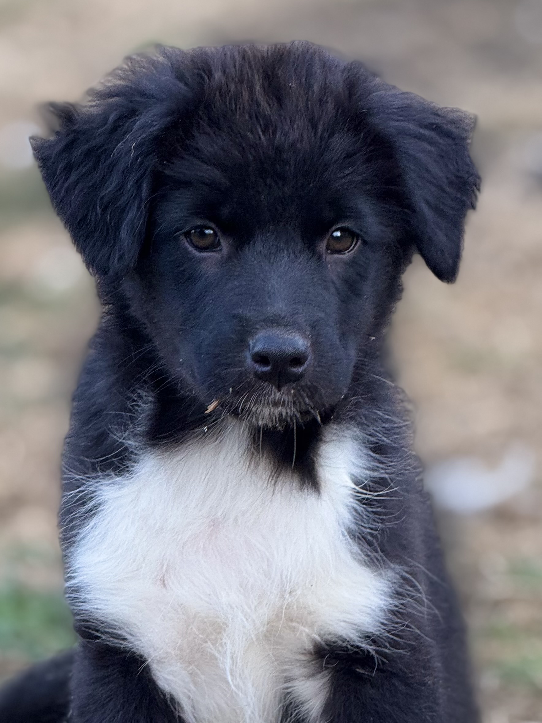 Portrait d’un chiot Berger Australien noir et blanc