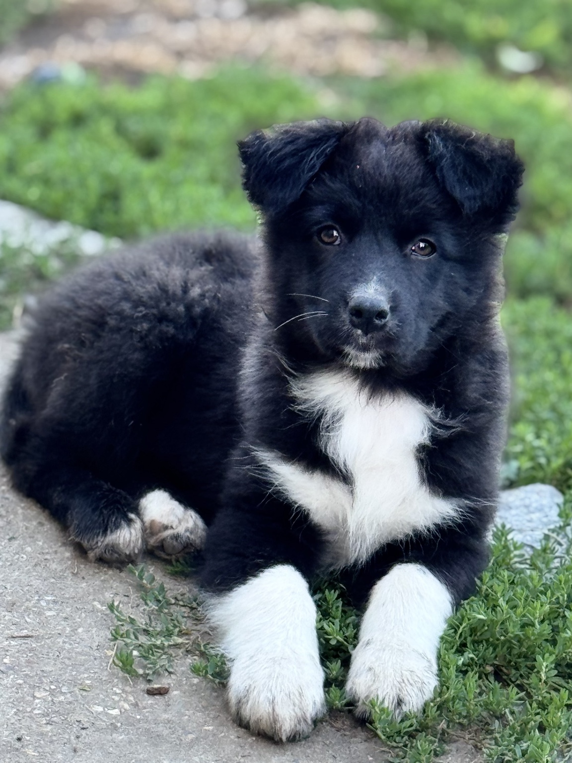 Chiot Berger Australien noir et blanc allongé dans le jardin