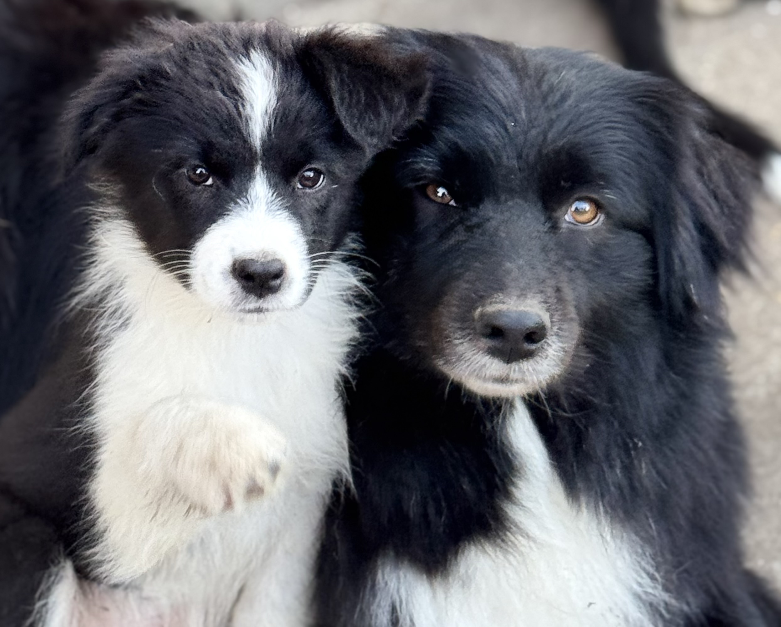 Deux chiots Berger Australien noirs et blancs ensemble