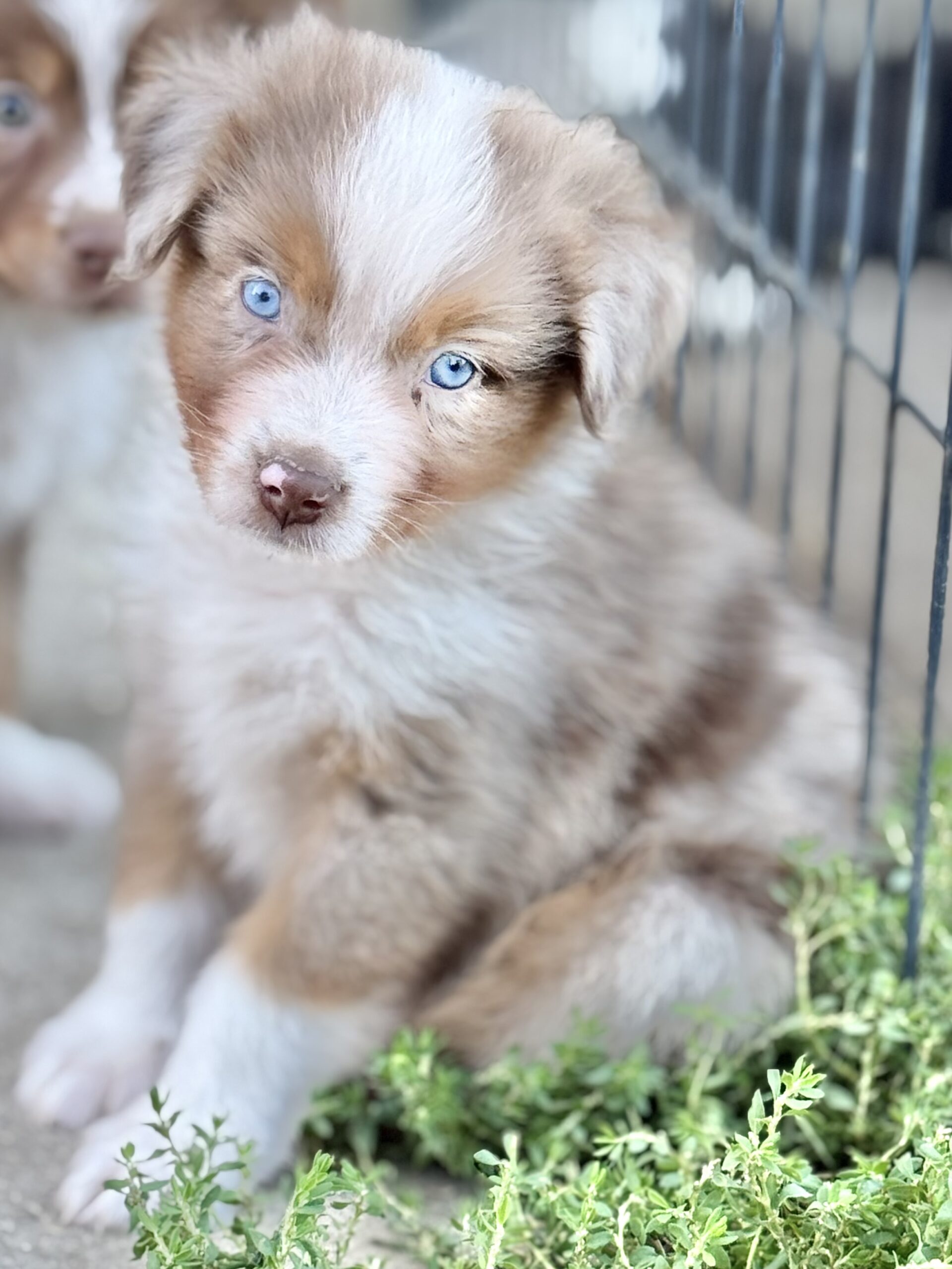 Chiot Berger Australien merle aux yeux bleus dans le jardin