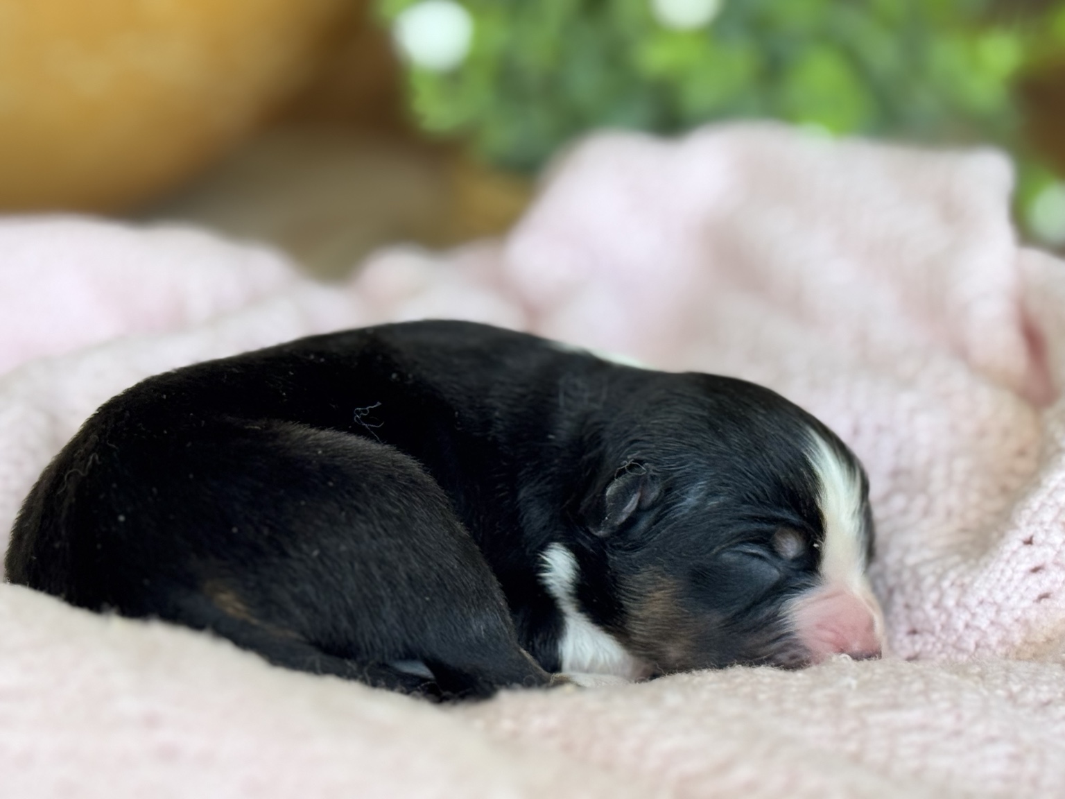 Chiot Berger Australien nouveau-né noir et blanc endormi