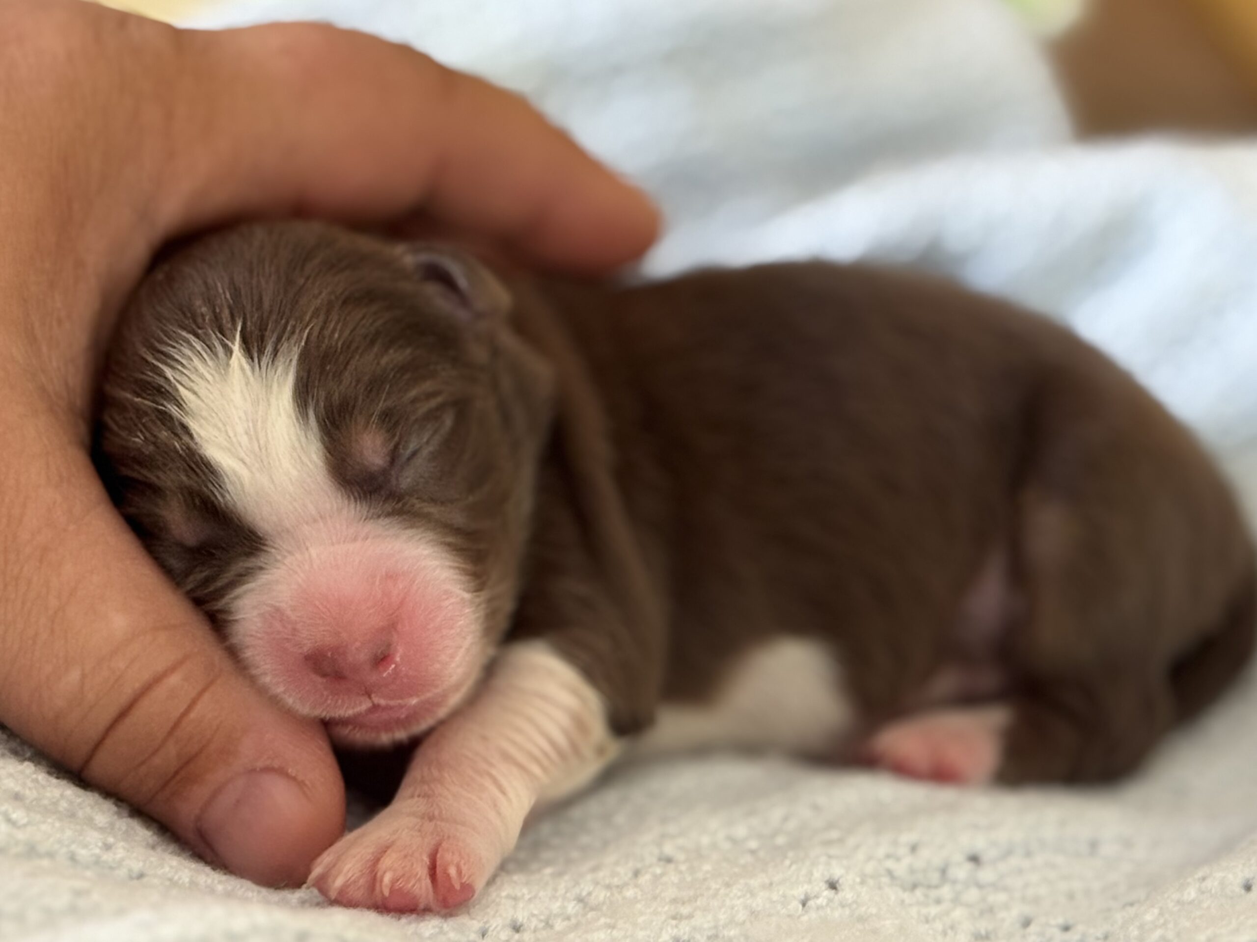 Chiot Berger Australien nouveau-né roux et blanc dans une main
