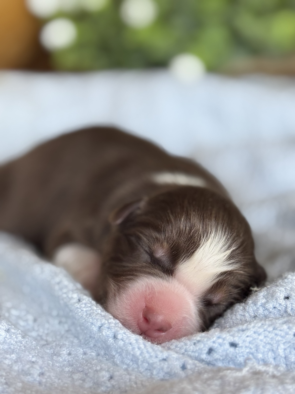 Chiot Berger Australien nouveau-né roux et blanc endormi