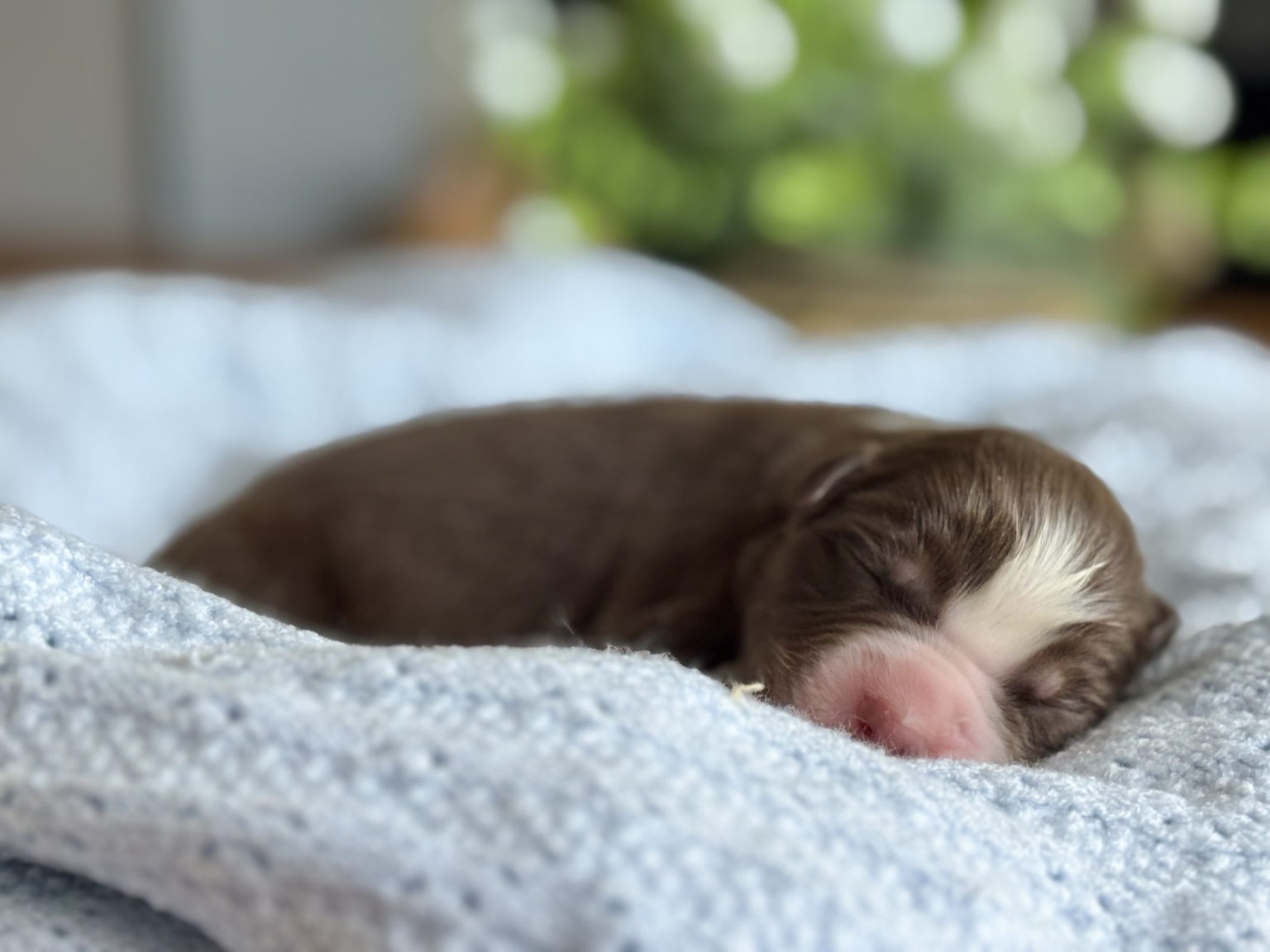 Chiot Berger Australien nouveau-né au repos sur une couverture
