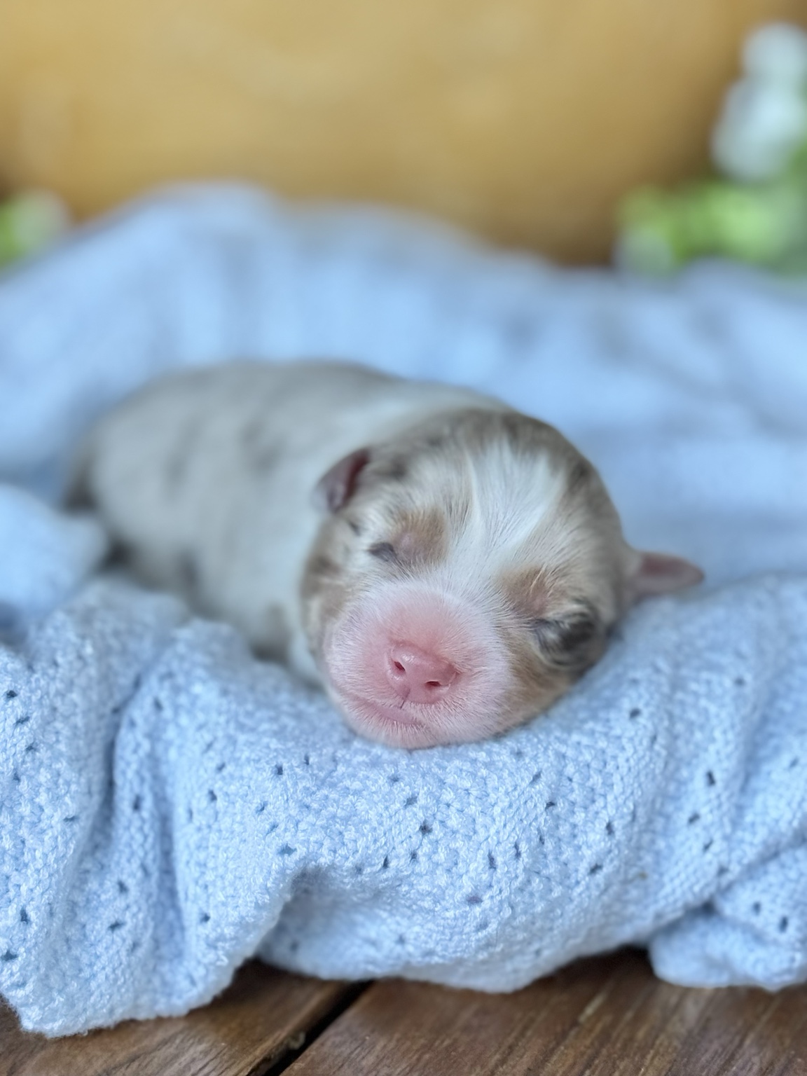 Chiot Berger Australien nouveau-né merle sur une couverture bleue