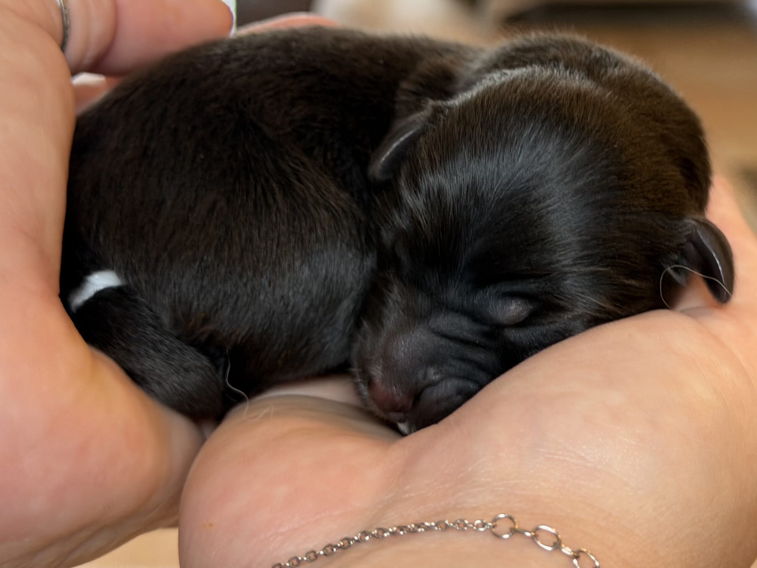 Chiot Berger Australien nouveau-né noir dans les mains