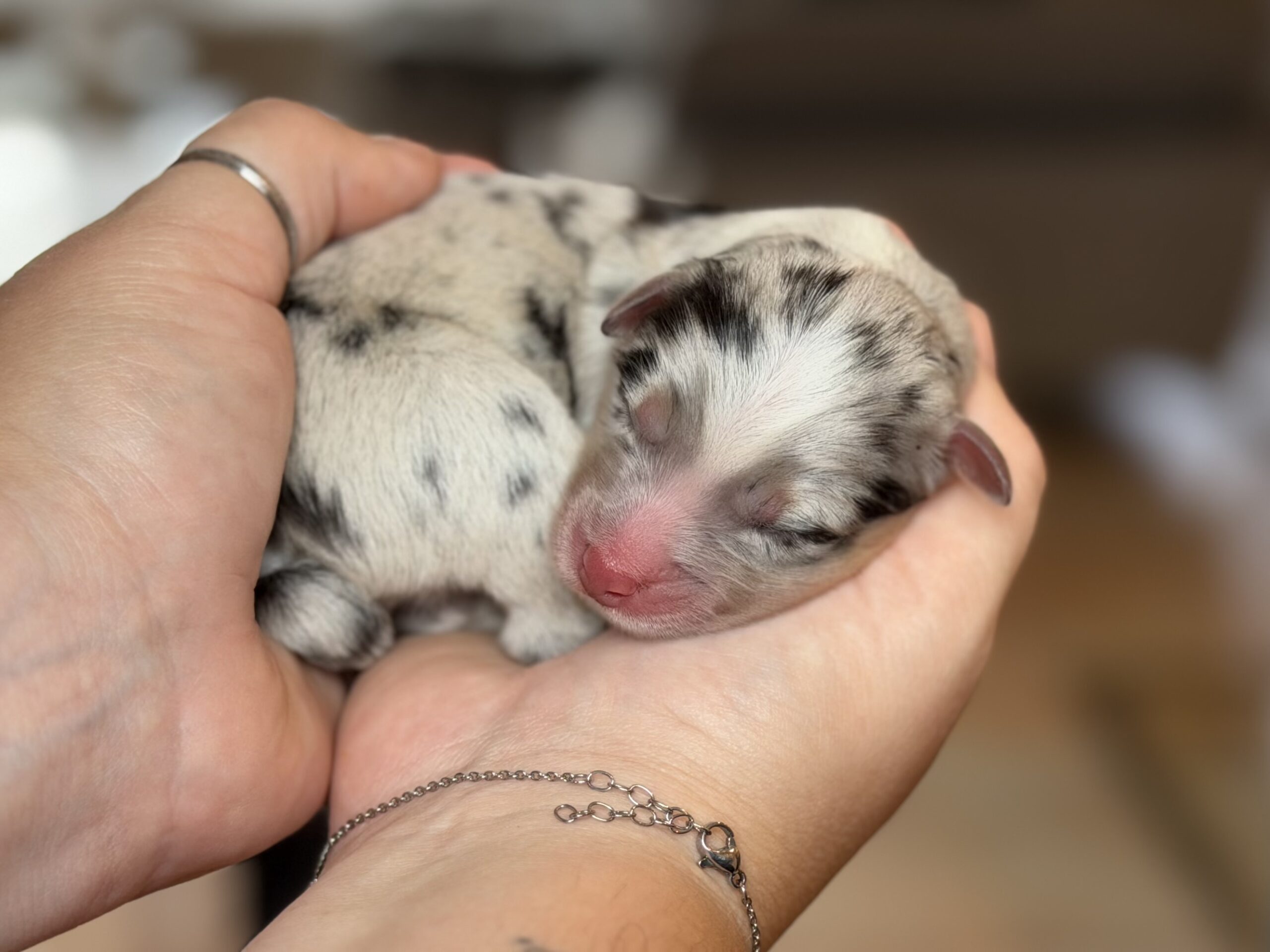 Chiot Berger Australien nouveau-né merle dans les mains
