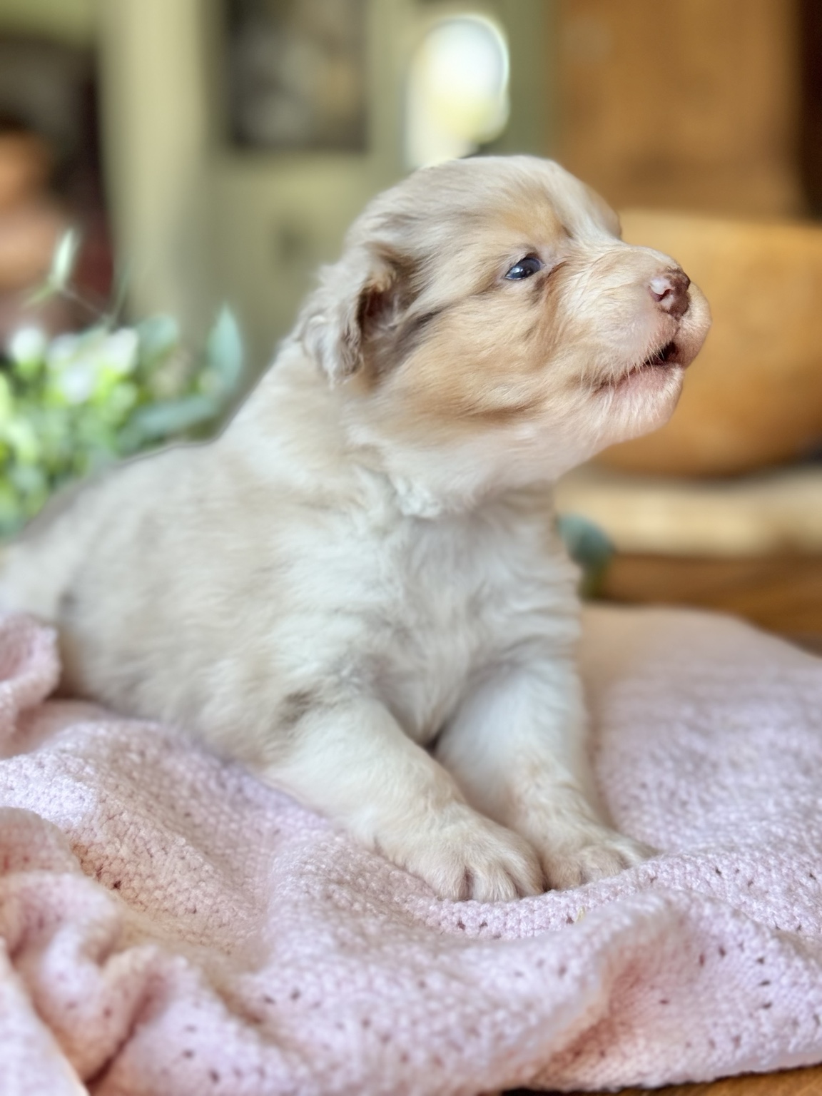 Chiot Berger Australien merle assis sur une couverture rose