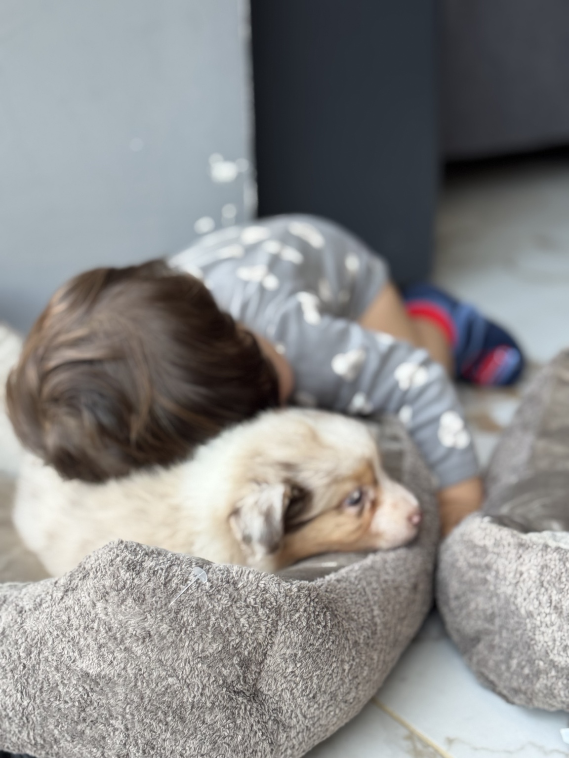 Moment de tendresse entre un enfant et un chiot à l’élevage