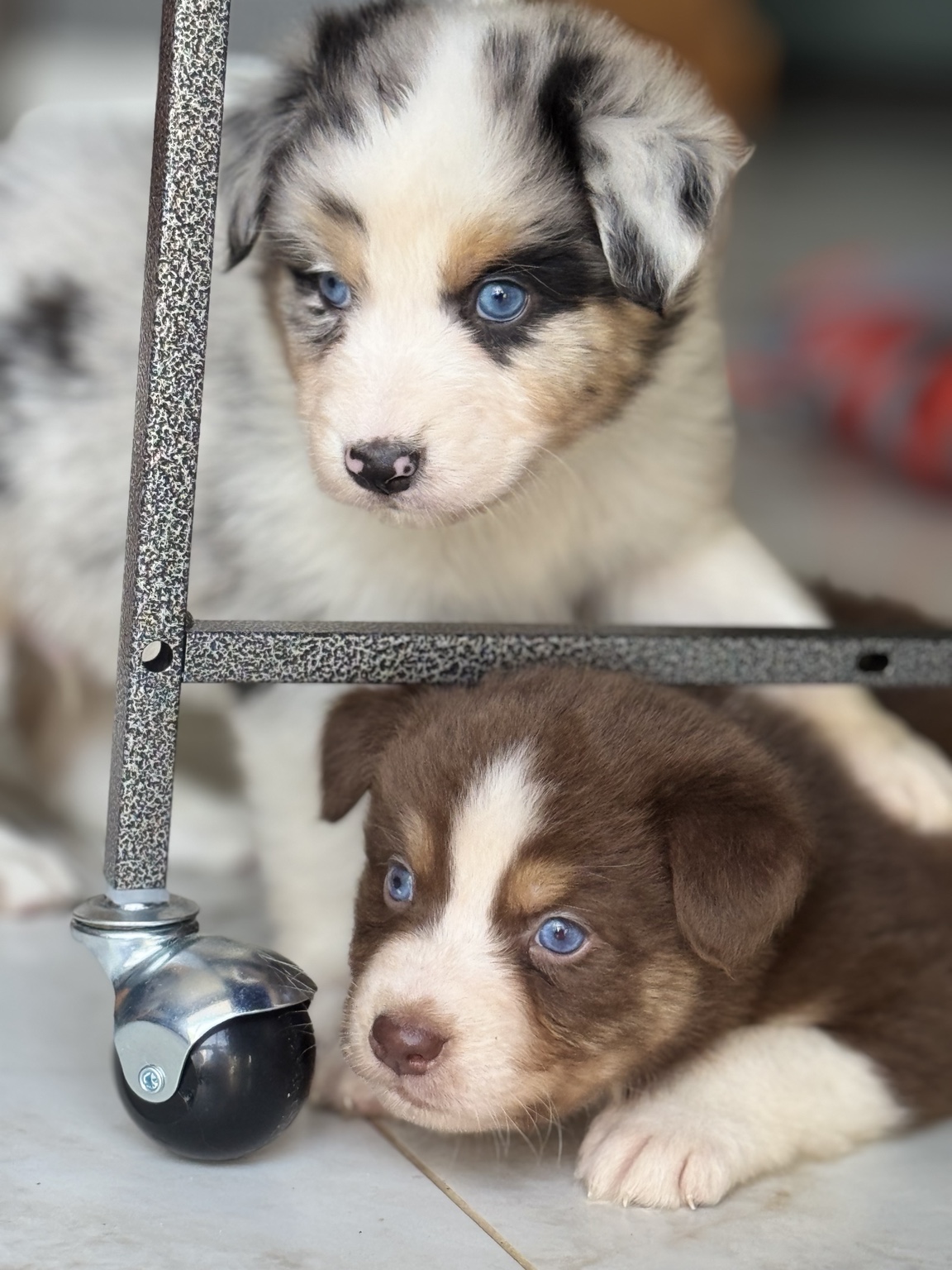 Deux chiots Berger Australien près d’une chaise