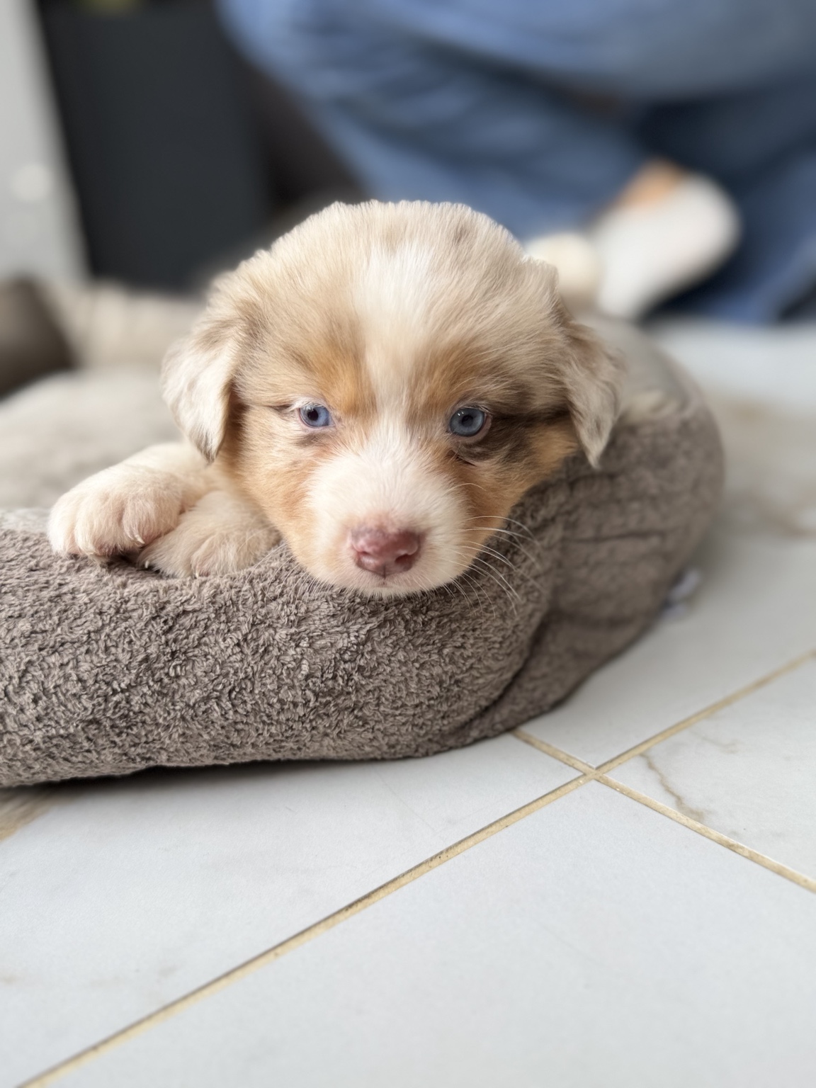 Chiot Berger Australien roux et blanc dans son panier gris