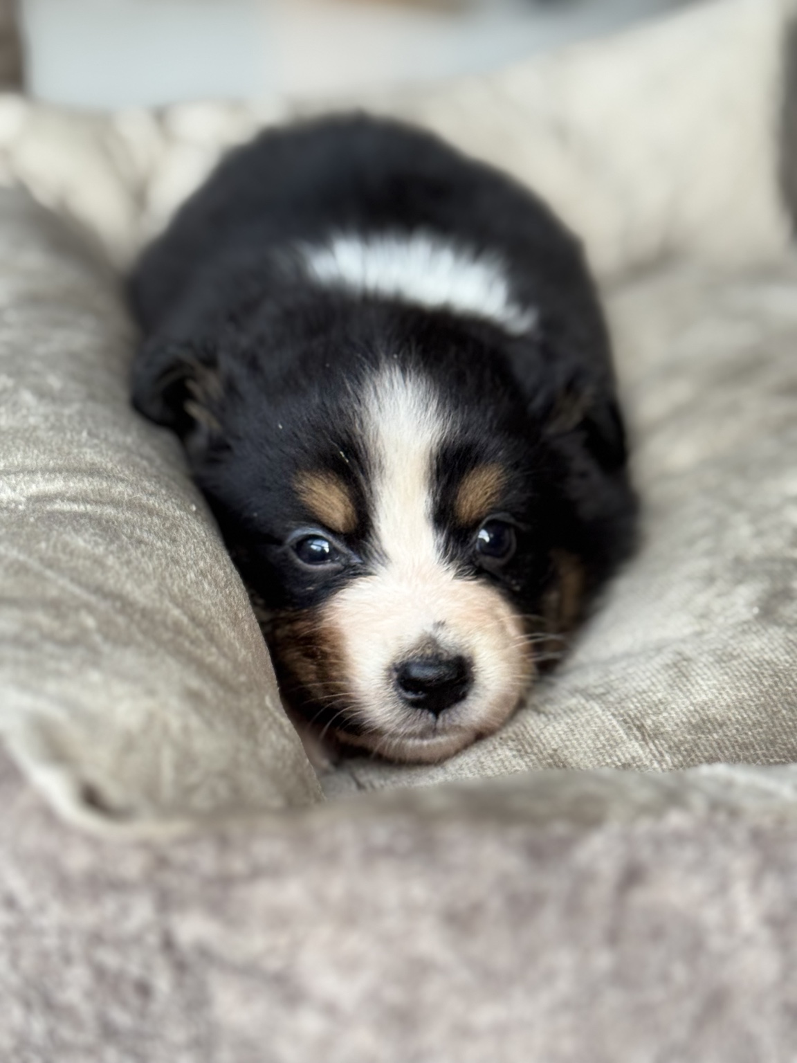 Chiot Berger Australien noir tricolore allongé sur un coussin