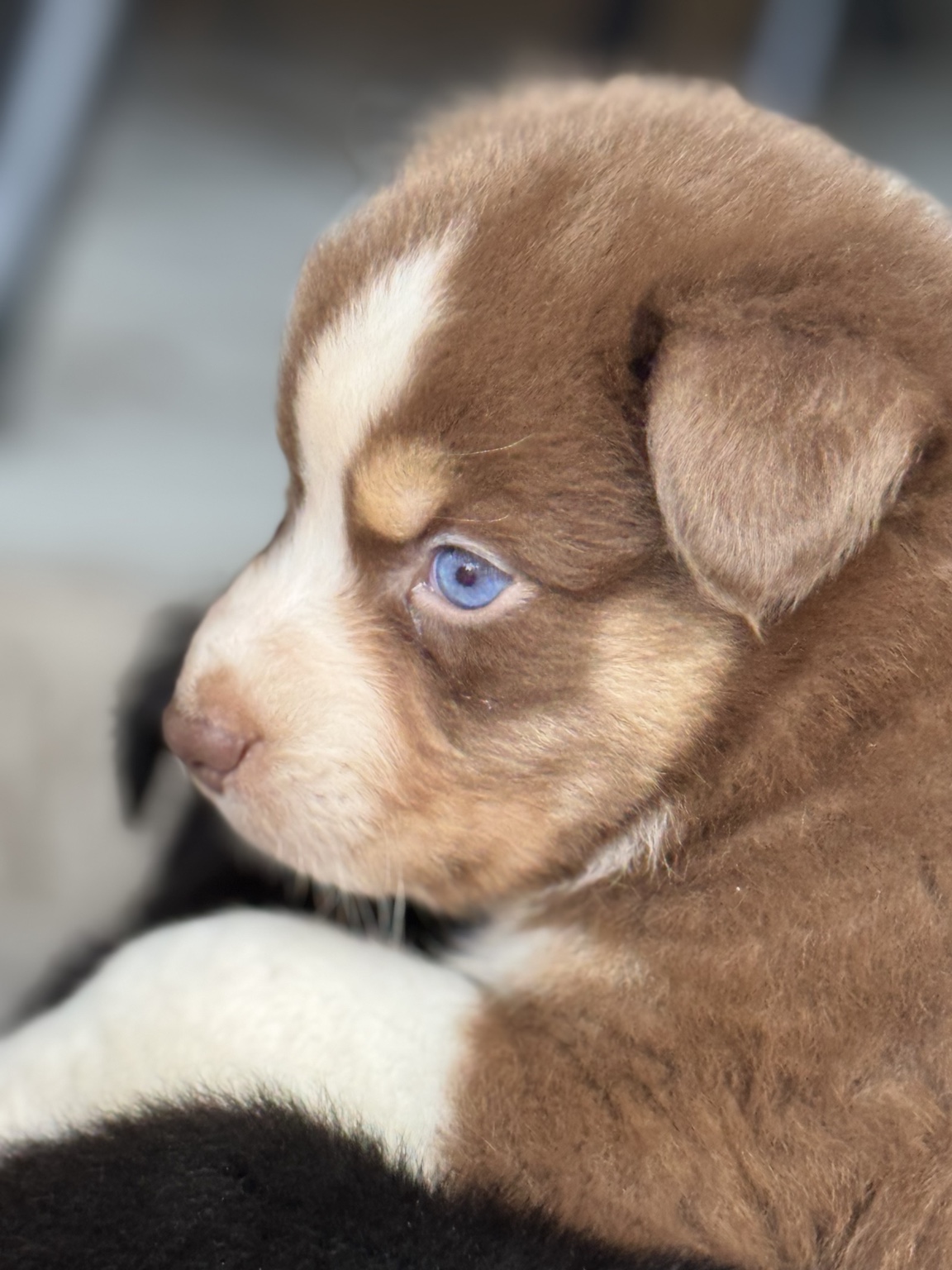 Portrait de profil d’un chiot Berger Australien roux et blanc