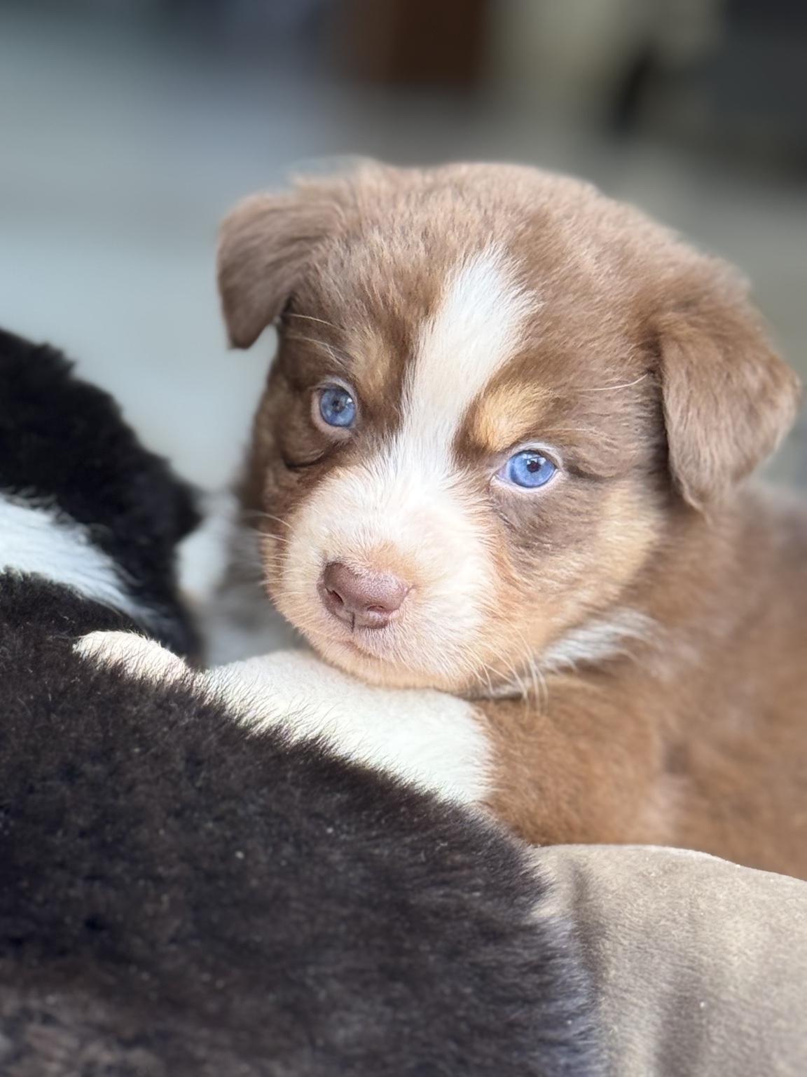 Chiot Berger Australien roux et blanc blotti contre une couverture