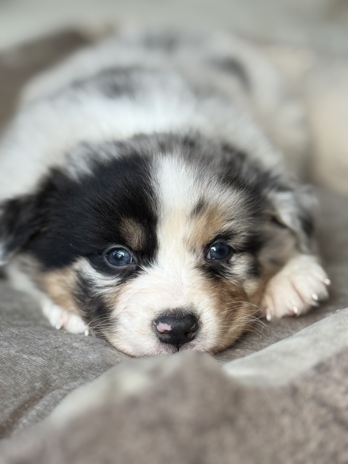 Chiot Berger Australien bleu merle reposant sur un coussin gris