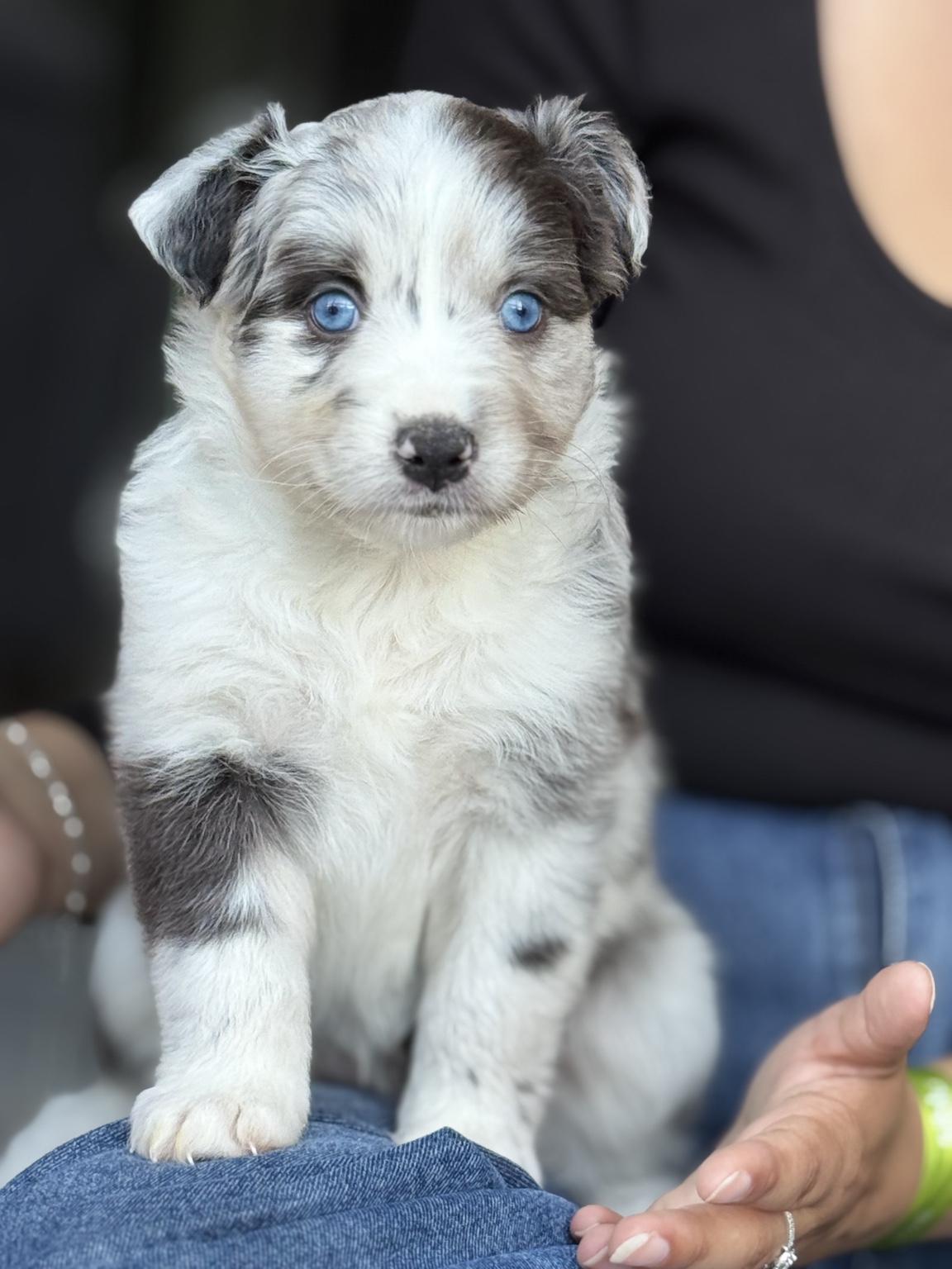 Chiot Berger Australien bleu merle assis sur les genoux
