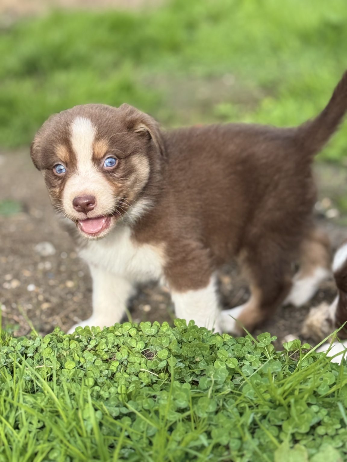 Chiot Berger Australien rouge et blanc dans le jardin